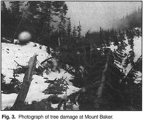 Committee members noted severe damage to large trees from avalanches and snow creep (slow downhill movement of heavy snowpack), including “120-year-old trees … snapped off.” The ski area even had to close for two days because there was _too much_ snow. 6/9