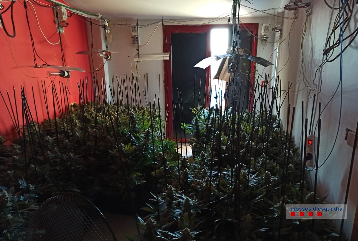 SERGirona's tweet photo. L'operatiu antidroga al carrer Pujades de #Figueres ha acabat amb 4 detinguts. Han confiscat 2.300 plantes de marihuana que es cultivaven en set pisos d'un mateix bloc. @mossos https://t.co/nijClQ8ZEn
