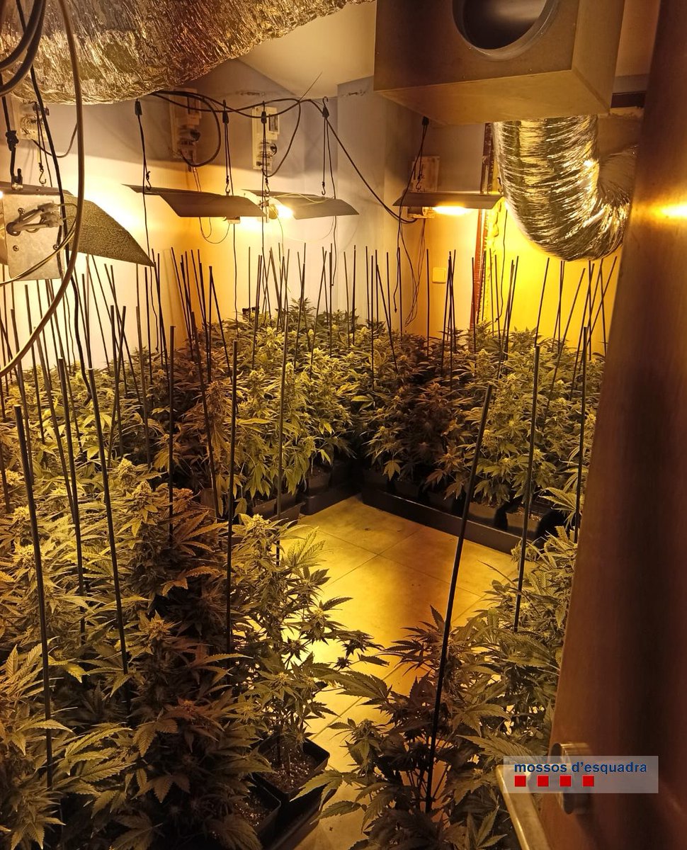 SERGirona's tweet photo. L'operatiu antidroga al carrer Pujades de #Figueres ha acabat amb 4 detinguts. Han confiscat 2.300 plantes de marihuana que es cultivaven en set pisos d'un mateix bloc. @mossos https://t.co/nijClQ8ZEn