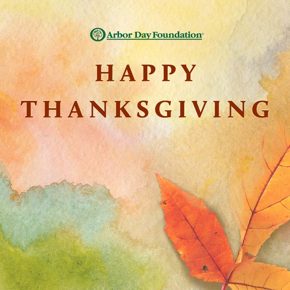 arborday's tweet image. We are thankful for all that have been inspired to plant, nurture, and celebrate trees. 

#HappyThanksgiving 
#TimeForTrees