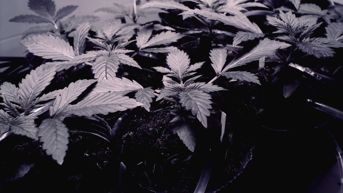 Hoy arranca el FICC MVD2020!!!
🎥 Marihuana: Primero las personas
🎥 Mujeres Cannabicas
🎥 Fitolapse

Desde las 19hs en en Centro Cultural de España, Montevideo
Entrada libre-Capacidad limitada

¡Los esperamos!

<a href="/FSaicha/">Fernando Saicha</a> 

#ficcmvd2020 #uruguay #festival #cine #cultura #gratis