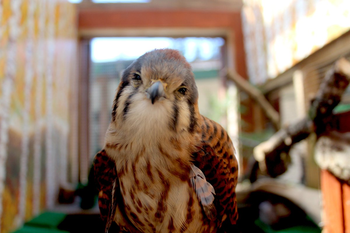 RaptorOrg's tweet photo. North America’s smallest falcon, the #AmericanKestrel, prefers to nest in tree cavities along roadways, streams, ponds or on the edge of forests. They can be seen perching on utility wires or hovering over open fields in search of prey. #falcon https://t.co/tLYbP20ge1
