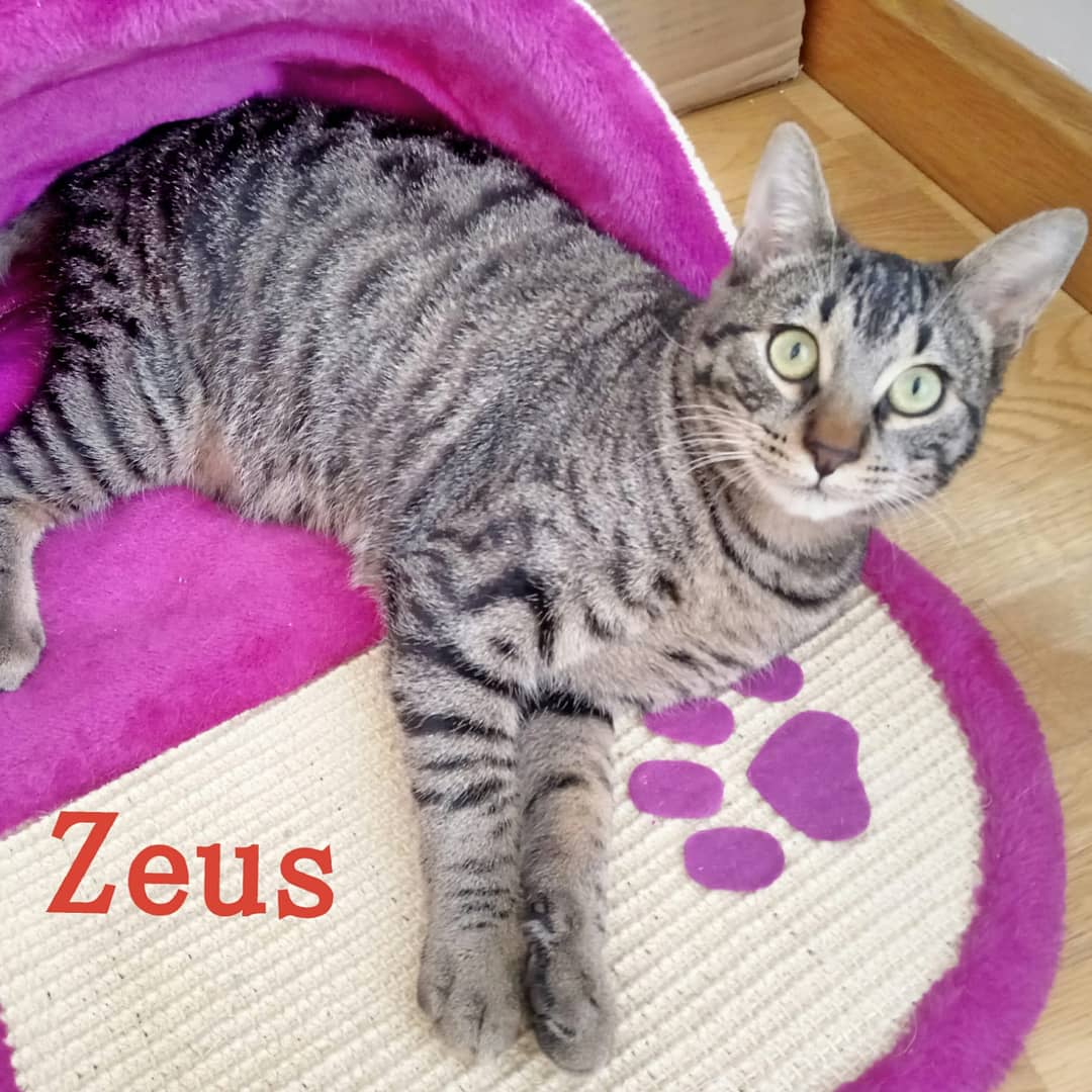 AdaHellin's tweet photo. ⚠️ CACHORRITOS NECESITAN ACOGIDA O ADOPCIÓN ⚠️
Estos 2 peques son Zeus y Verdi, tienen 6 mesecitos y te están esperando!! Castrados, esterilizados, tests negativos a todo, son super cariñosos y sociables.
En Albacete,pueden viajar dentro de España 🚘
☎️618 89 71 82
#adoptame https://t.co/9bFubrmqjC