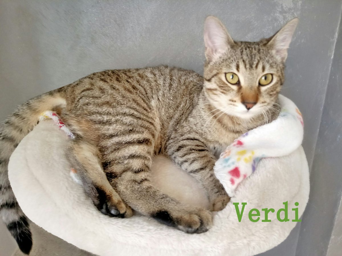 AdaHellin's tweet photo. ⚠️ CACHORRITOS NECESITAN ACOGIDA O ADOPCIÓN ⚠️
Estos 2 peques son Zeus y Verdi, tienen 6 mesecitos y te están esperando!! Castrados, esterilizados, tests negativos a todo, son super cariñosos y sociables.
En Albacete,pueden viajar dentro de España 🚘
☎️618 89 71 82
#adoptame https://t.co/9bFubrmqjC