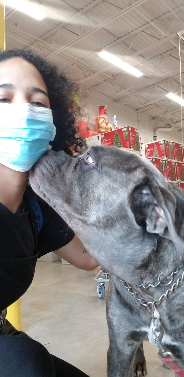 HomeDepotDogs's tweet photo. Este perro debe pesar mas que yo lol https://t.co/nAyfduxZDK