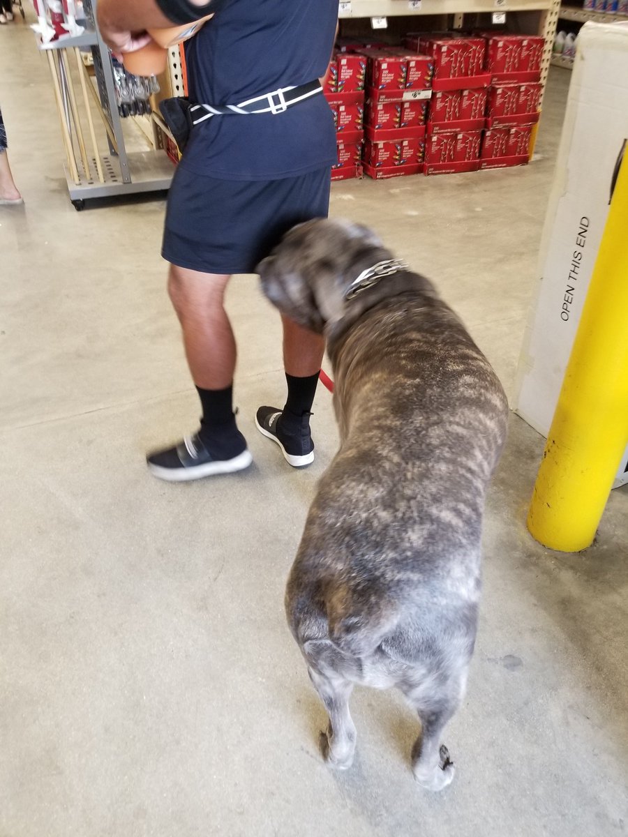 Este perro debe pesar mas que yo lol