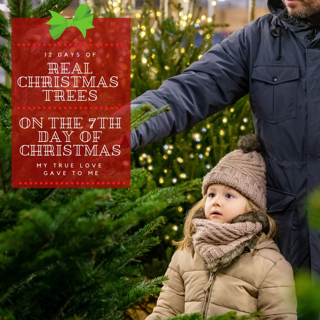 RealTrees's tweet image. On the 7th day of Christmas my true love gave to me, a stronger planet by buying a Real Christmas Tree! When you buy a Real Christmas Tree, you help stabilize the soil, protect water supplies and support complex 
eco-systems. #realchristmastrees 
#farmgrown