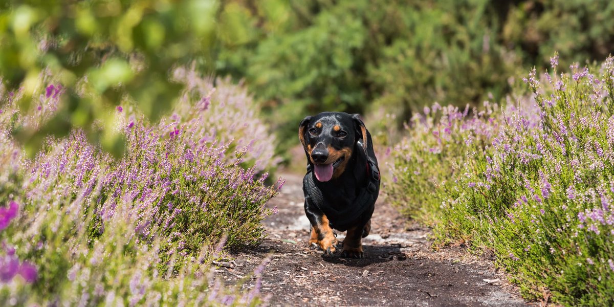 MirandaStibora's tweet image. What&apos;s the scoop with picking up poop?!

Leaving your dog poo can make rare species found in lowland #heathlands (which thrive with low nutrient soils) vulnerable. The excess nutrients facilitate grasses outcompeting the beautiful #heathers.

#2020EBE @sdnpa