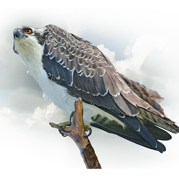 TrustVesalius's tweet photo. Patrick Lynch @patrlynch has donated an osprey print to the Vesalius Trust online auction at 32auctions (11/16–11/23). Place a bid to help raise scholarship money for students studying health science visual communications. 

https://t.co/LJQhMf17hB 

#VT2020vision #sciart #medart https://t.co/4Jx0hC7FC6