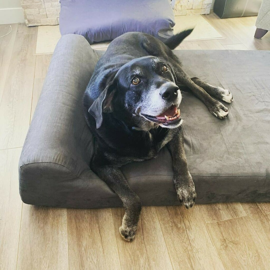 bigbarkerusa's tweet photo. "Smiling big because I love my new @bigbarkerusa bed. 🐾 Now I won’t have to climb onto the couch for a good night’s sleep!" 📷: @bellathebigblacklab

#dogbeds #labdog #labpups #labpup #bigbarker #labsrule #bigdogsrule #newbedwhodis #happypuppies #happ… https://t.co/t3rTXWNmC5 https://t.co/Wwyl8JRiyP