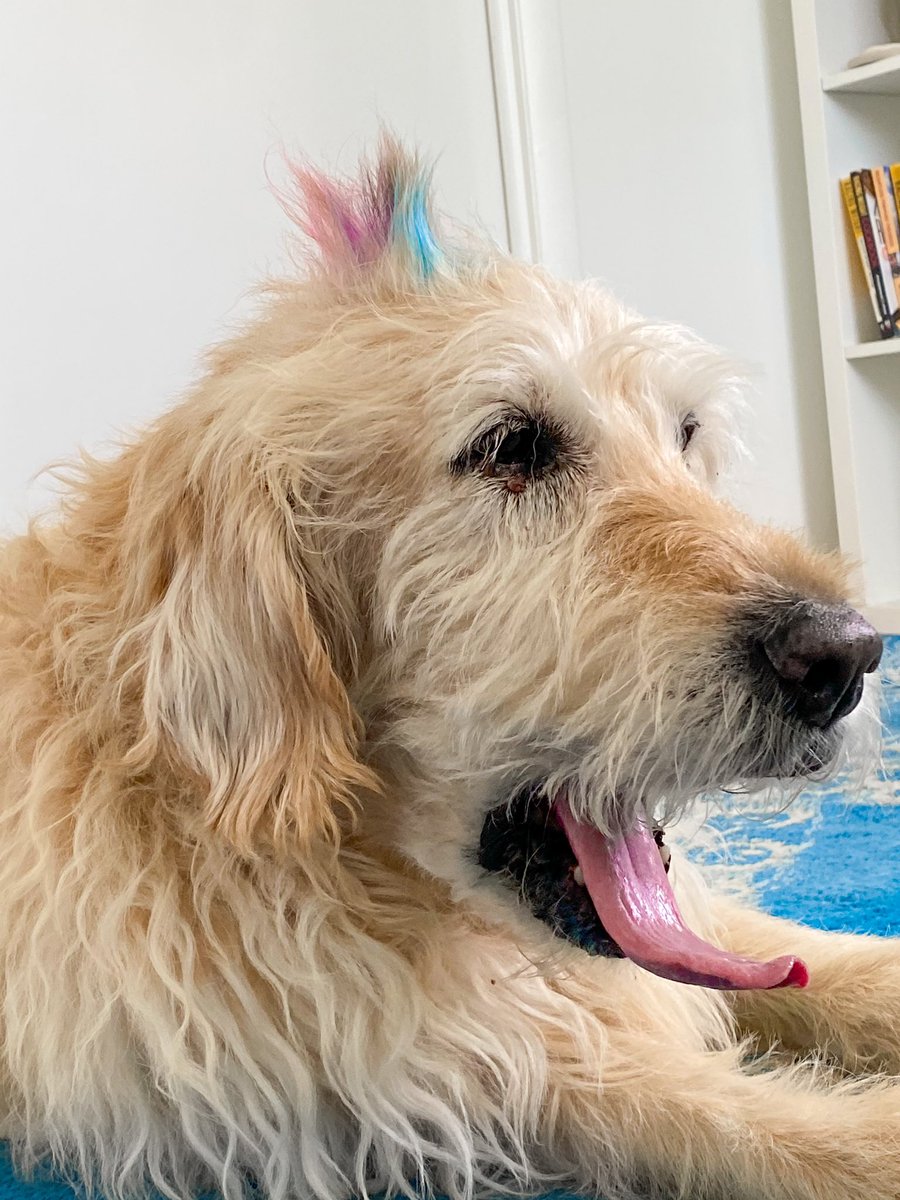 TheGoldenRatio4's tweet photo. So we got some children’s non-toxic temporary hair color* and colored St. Patrick’s head spike. He is so punk rock and he loves it!

*basically chalk https://t.co/hsxE4X8h2i