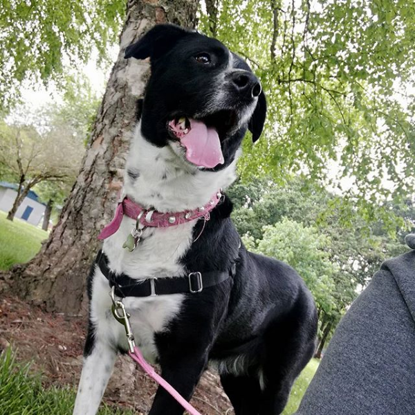 HappyHowiesInc's tweet photo. ...There isn't a quick fix to fear based behaviors, so we spend some time building confidence (good treats involved!)... #PawsandTrain #corvallisdogtraining #daytraining #stellaandchewys ( #📷 @pawsandtrain )

#HappyHowies happy dog of the week!⁣⠀⁠
#tbt #throwbackthursday https://t.co/uwabivXA9h