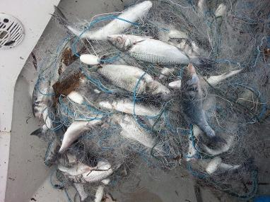 Sea Bass
- Today, EAA and EFTTA have sent the Commission a request to do a proposal to the Council to harmonise the bass minimum landing size for all EU waters.
- 42cm everywhere is common sense, supported by science and long-overdue. More:
eaa-europe.org/topics/sea-bas…