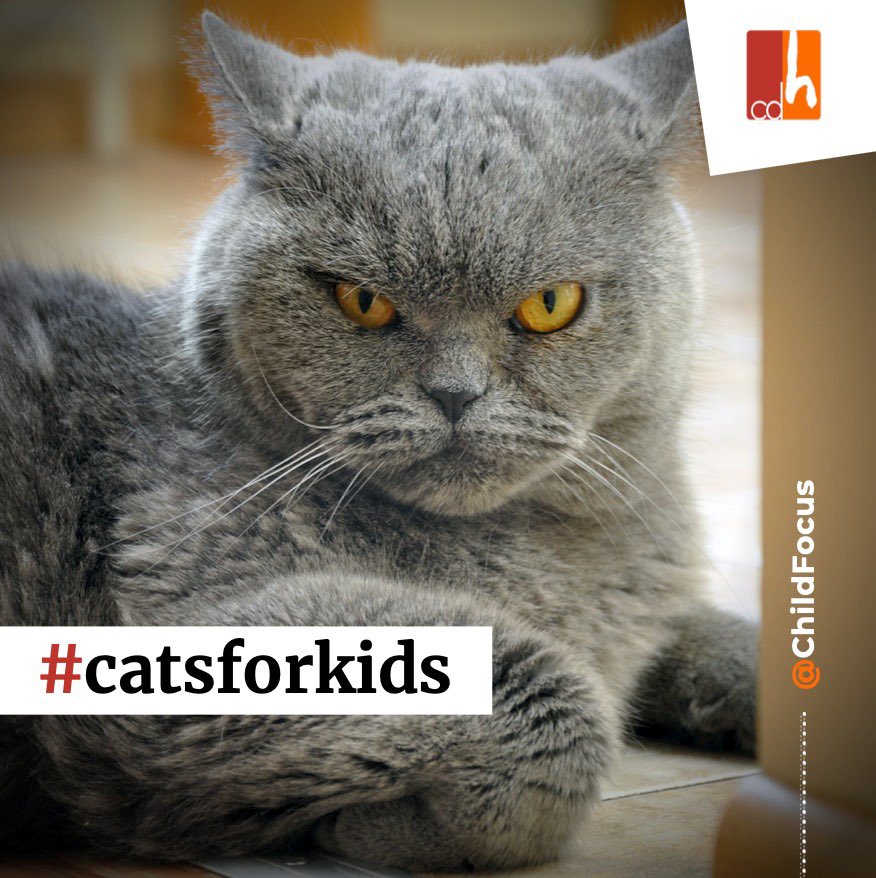 LesEngages_be's tweet photo. Chaque jour, 19 millions d’images d'abus sexuels sur des enfants sont échangées sur l’internet. C’est 78 fois plus que d’adorables photos de chats sur Instagram. Vous aussi, postez une photo de votre chat accompagné de ce message et #catsforkids ⁦@ChildFocus⁩ https://t.co/CkAlVXVLw9