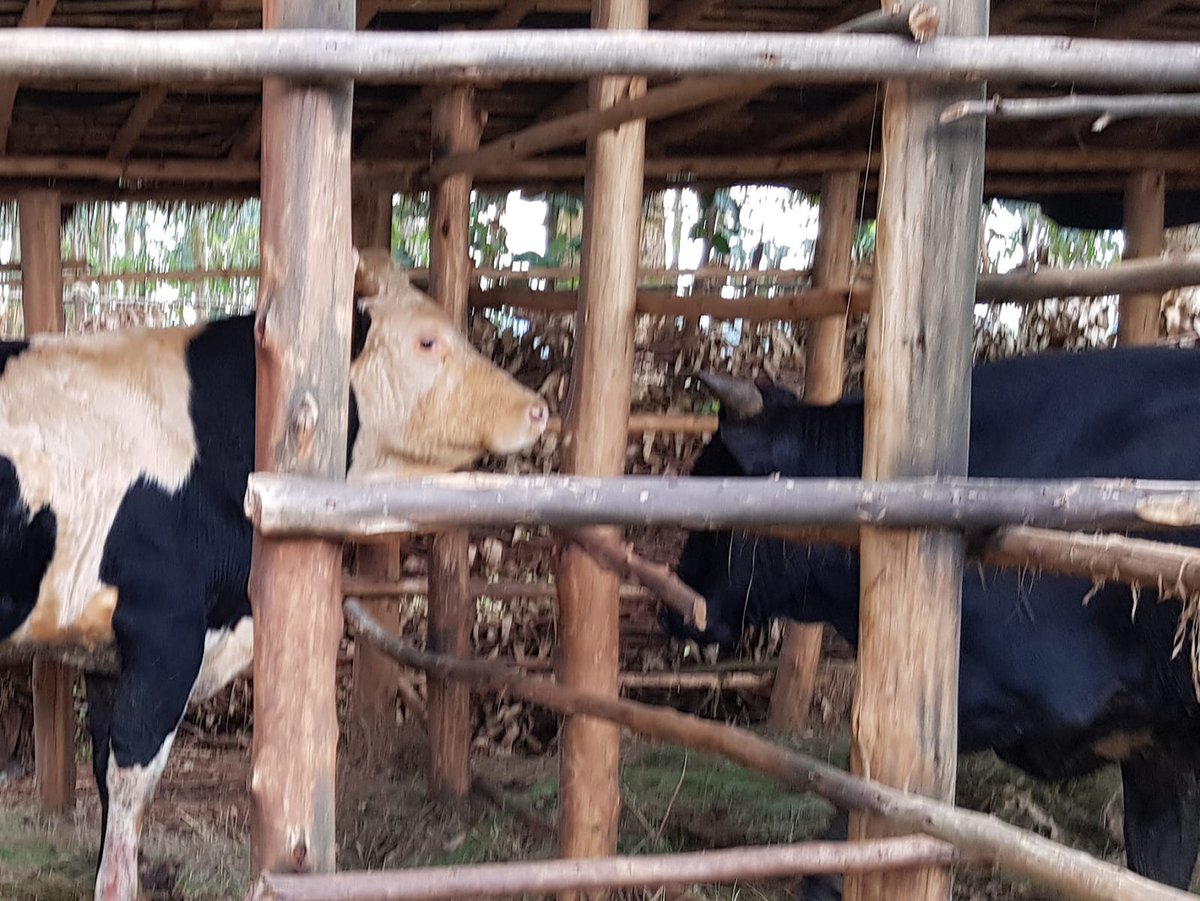 GERinBurundi's tweet photo. Visite des projets de coop. de l'UE et de ses États-Membres dans les pvcs. #Kayanza, #Ngozi, #Kirundo. Projet opéré par @WHHBurundi et #FondationStamm et #ODEB, soutenu par l'🇩🇪 a nettement amélioré la sécurité alimentaire selon les témoignages des bénéficiaires 🇧🇮. @burundikids https://t.co/lCFF0OnNkC