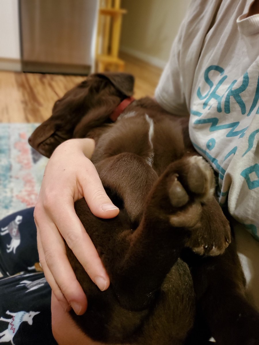 Her name is Ori and she's sweet and silly and loves to cuddle and get belly rubs