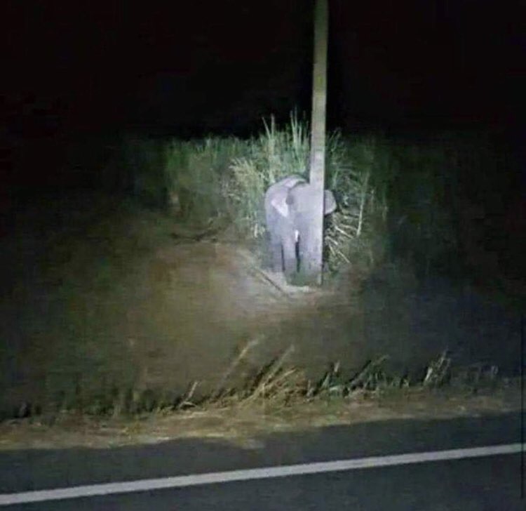 rafaborbolla's tweet photo. Sucedió en Tailandia, un bebé elefante intento esconderse detrás de un poste... Al ser descubierto "robando" caña de azúcar. El tierno animal Intuyo que al no moverse los humanos no se iban a dar cuenta de su presencia.

Vía Dolly. https://t.co/SKJhgyXGEz