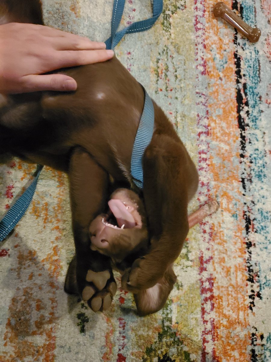 Her name is Ori and she's sweet and silly and loves to cuddle and get belly rubs