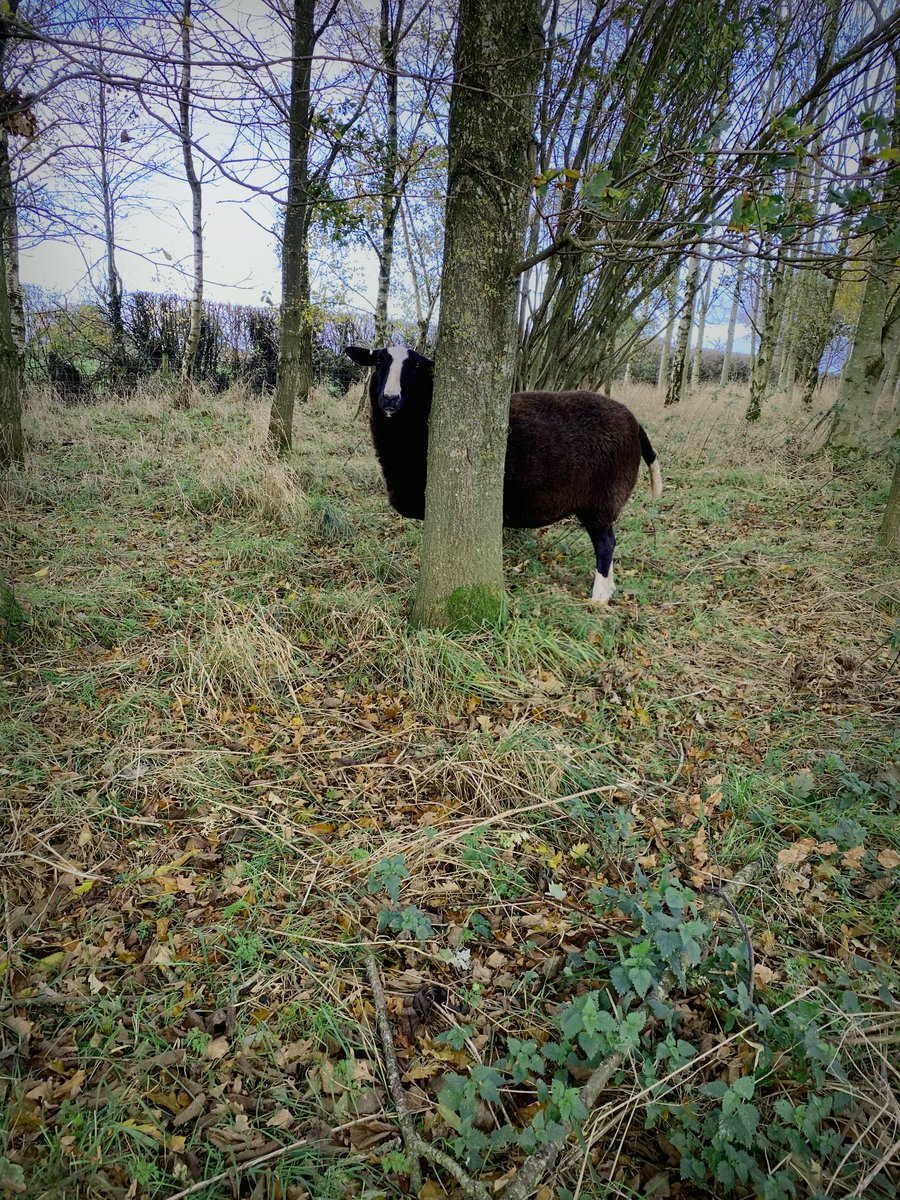 ZwartblesUK's tweet photo. Ciaraโs hide-and-seek fail!๐คญ#SheepFun #AlwaysHopeful #RoscallieZwartbles https://t.co/iRRfUp7LED