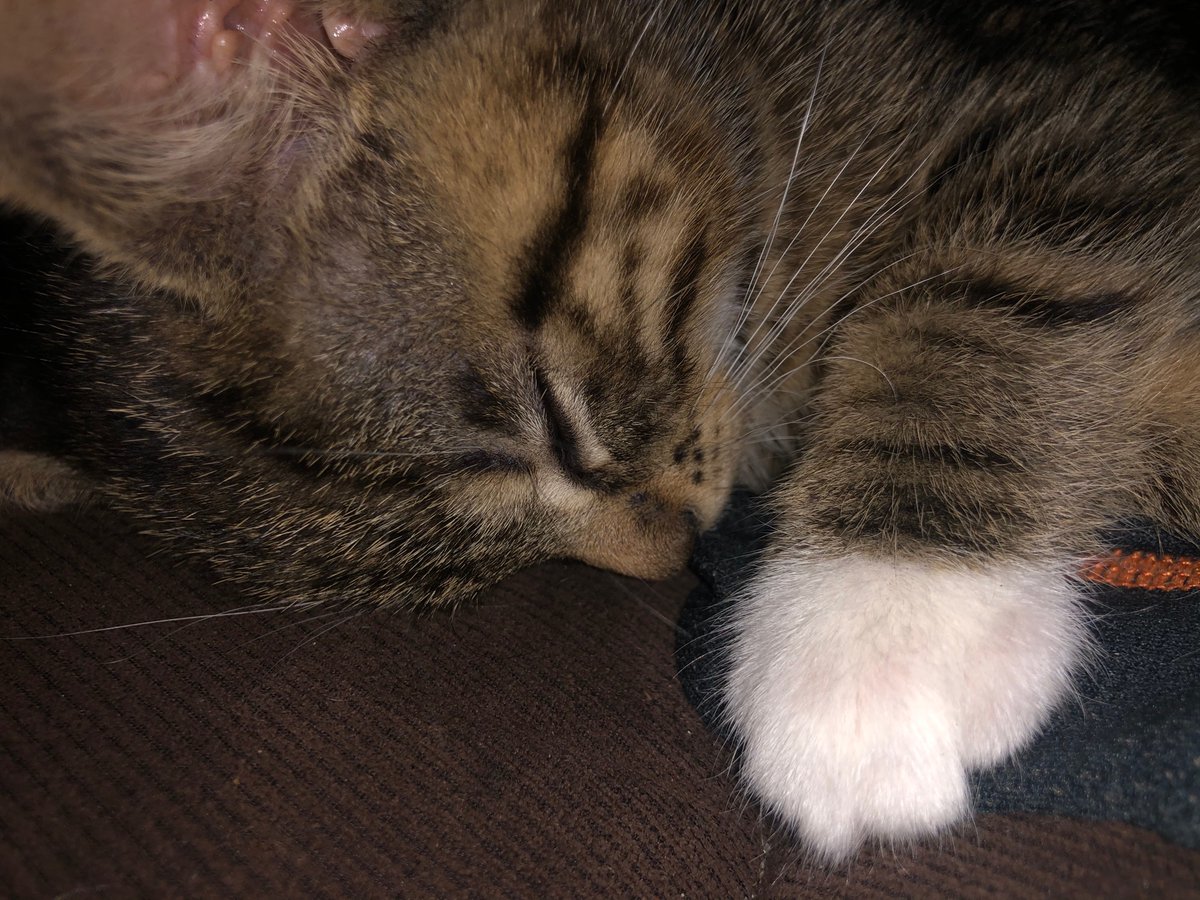 Pokefor3ver's tweet photo. @yammy_xox My little kitten. https://t.co/YLR7pmoZbZ
