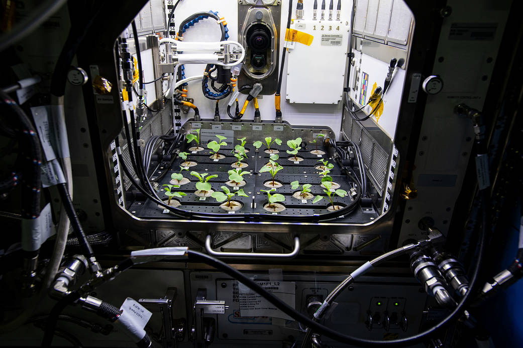 Why did @NASA decide to grow radishes on the @Space_Station? It's a model plant! 🌱✨
1⃣ Both nutritious and edible
2⃣ Has a short cultivation time
3⃣ Genetically similar to Arabidopsis, a plant frequently studied in microgravity
💻: https://t.co/dgG87rGa2E https://t.co/JwBatGQnfv