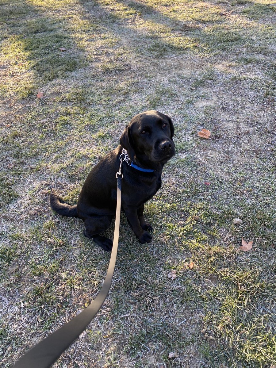 susantesta's tweet photo. Just dropped Ashley off at Training @GuidingEyes It’s a frosty morning🥶🐕🦺#guidedogsrule #workinggirl https://t.co/td0l2sF8GG