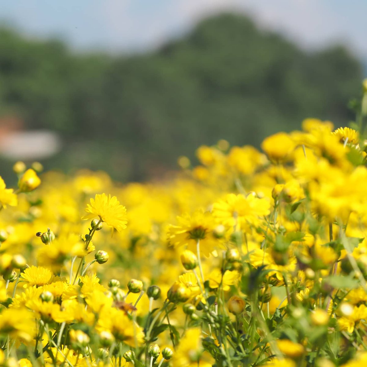 TAT Chiang Rai tweet media