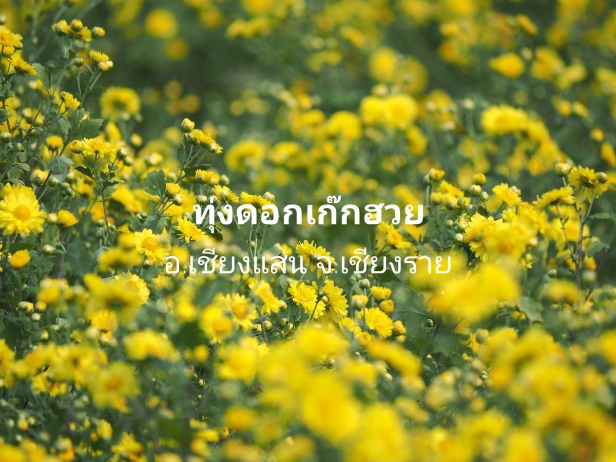 TAT Chiang Rai tweet media