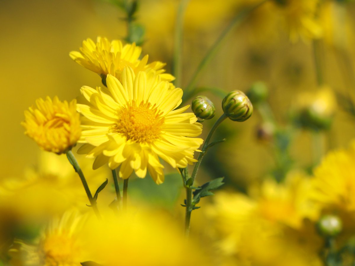 TAT Chiang Rai tweet media