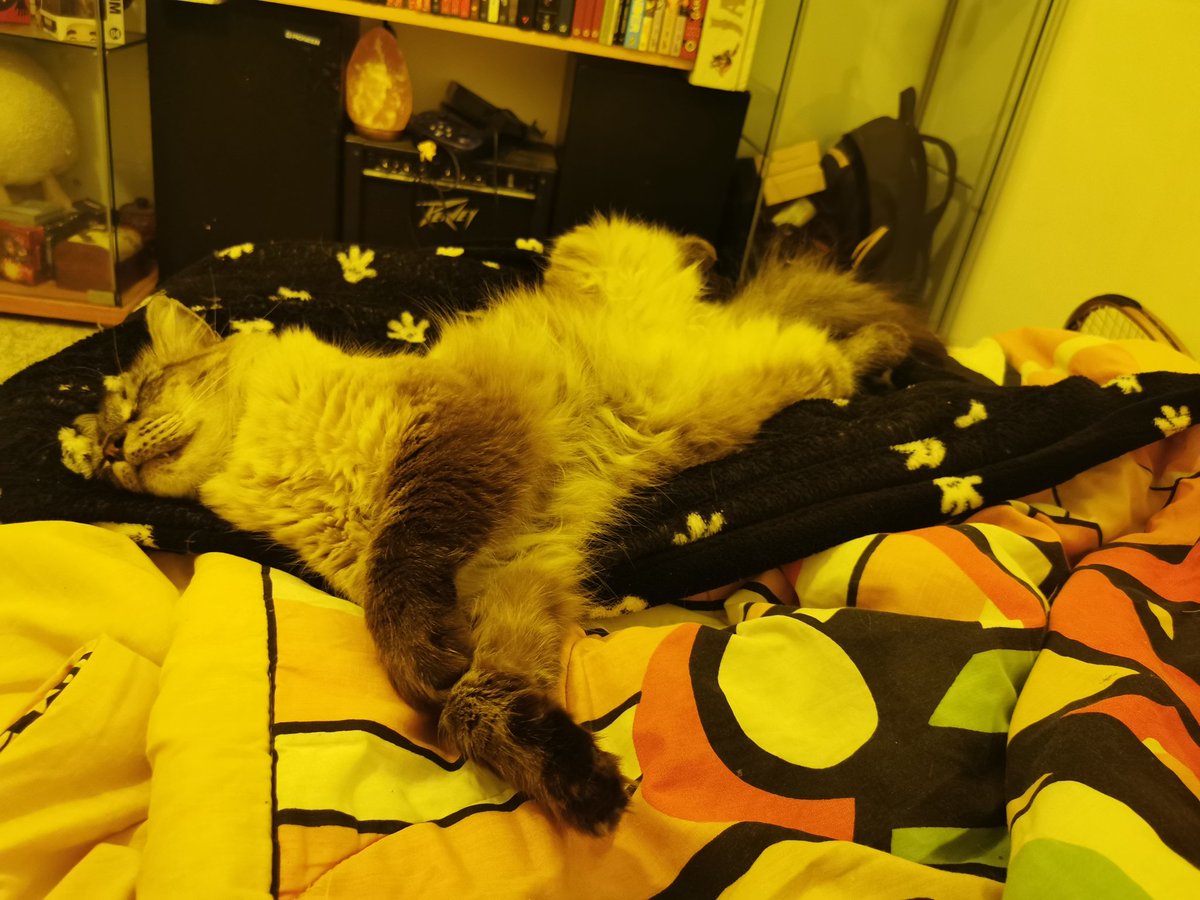 Jacquelineebuu's tweet photo. Hola Twitter, hace tiempo pedí ayuda para una gatita que atropellaron y gracias a los angelitos que hay por aquí al final se pudo operar y a día de hoy está dando guerra. Hoy quiero pedirle otro milagro a Twitter y esta vez es para mi gato... https://t.co/opDmmJ8VSs
