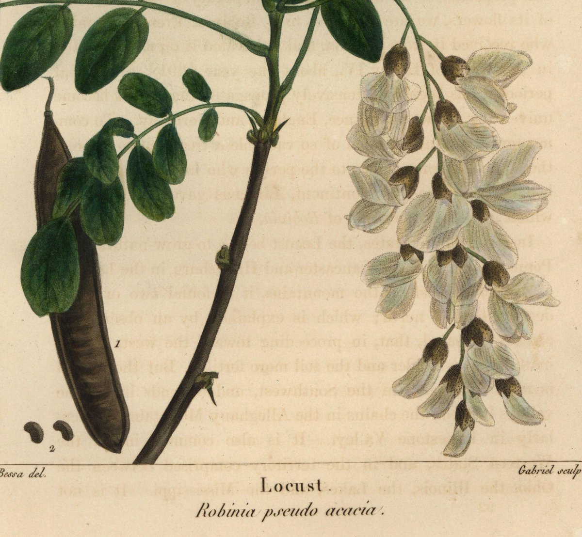 Bark_House's tweet photo. The Strength of Black Locust - https://t.co/zLFTNbTW91 https://t.co/oL2oxfXUvl