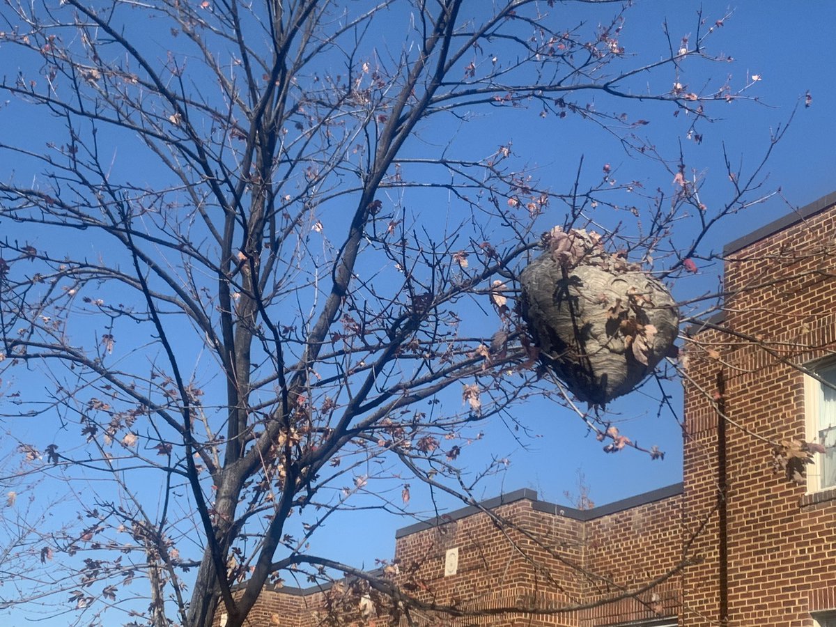 Risks of the job but a beautiful work of nature