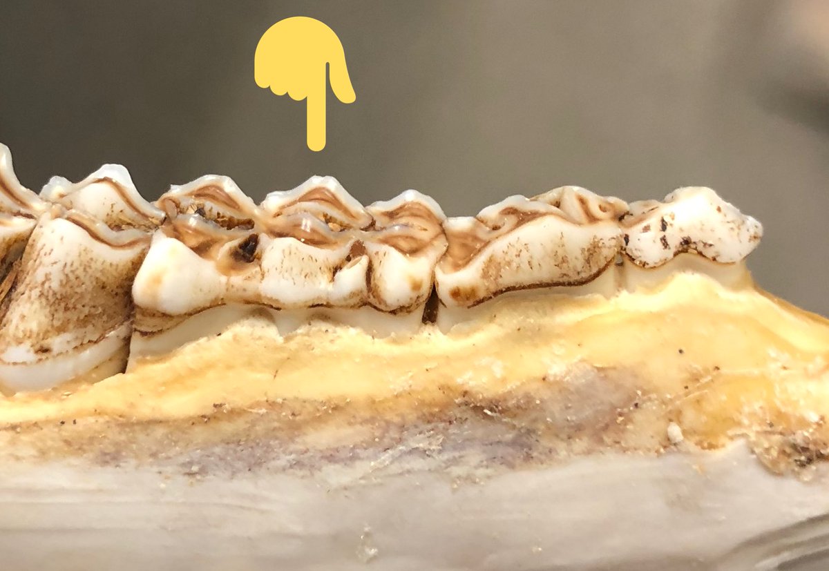  Does the third molar from the front have 2 or 3 cusps (sections)?3 = 1½ years. You’re done.2 = 2½-plus. Next question.