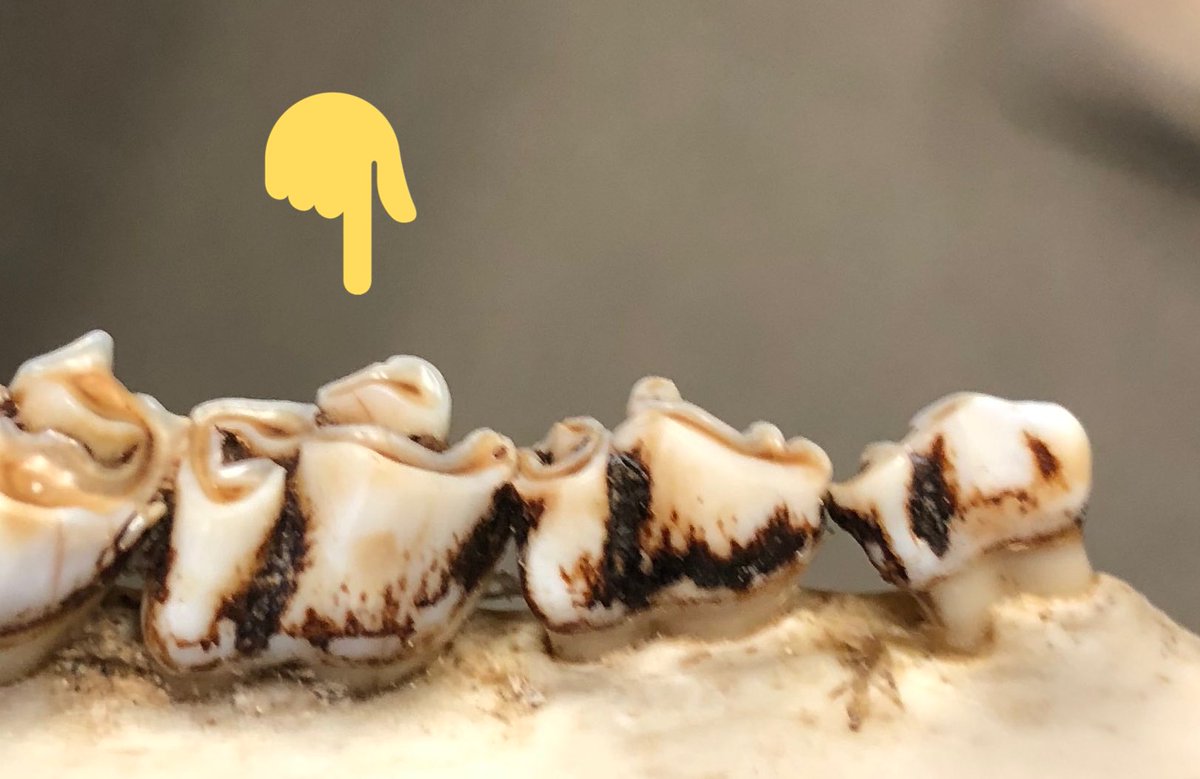  Does the third molar from the front have 2 or 3 cusps (sections)?3 = 1½ years. You’re done.2 = 2½-plus. Next question.