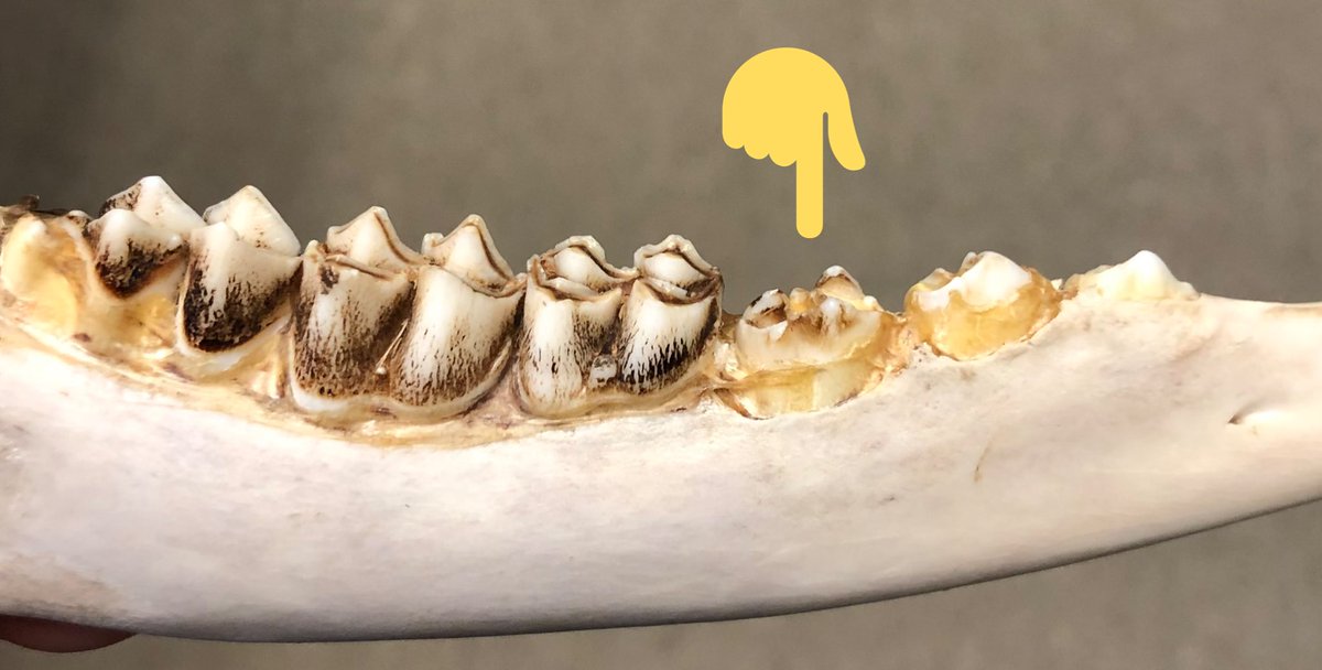  Here’s one exception to the above. On *late-season* yearlings, the permanent 2-cusped third molar may have already pushed out the temporary 3-cusped molar. But that new one will look clean and sharp and may not be fully emerged. It’s still a yearling!