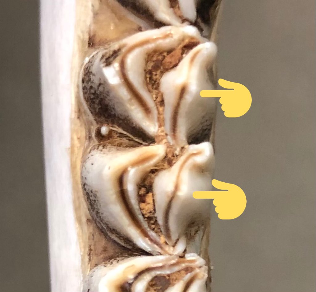 Here are photo examples of what I’m talking about. The tongue-side crests are on the right side in both photos. The left photo is a clear “No.” The right photo is a clear “Yes.”