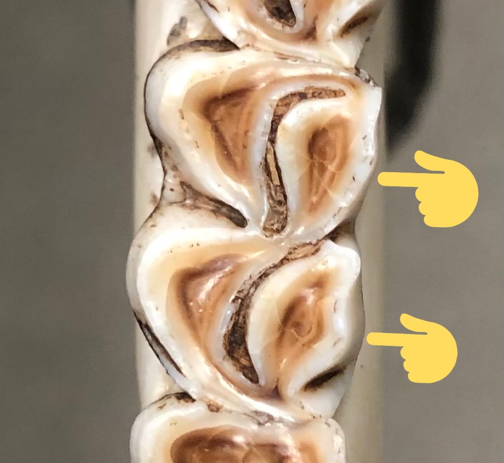 Here are photo examples of what I’m talking about. The tongue-side crests are on the right side in both photos. The left photo is a clear “No.” The right photo is a clear “Yes.”