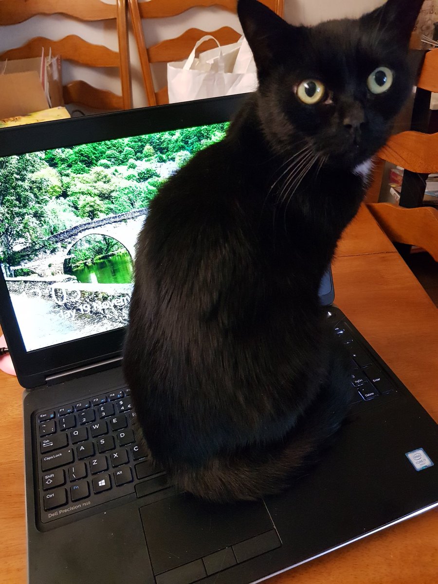 BritishMotanka's tweet photo. #KeyboardCats @stand_for_all https://t.co/LwVISCRssL