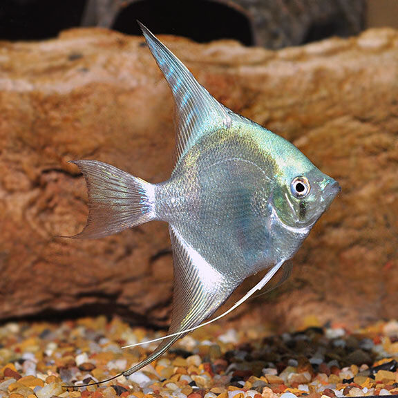 PetFishPlace's tweet photo. Fish of the Day -- Blue Angelfish (Pterophyllum sp.) #petfish #tropicalfish #cichlid #southamerica #newworld #fishtank #aquarium #freshwaterfish #fishkeeping #semiaggressive #omnivore  #angelfish #blue #fishoftheday

Photo Credit [liveaquaria] https://t.co/LW04TfIIMd