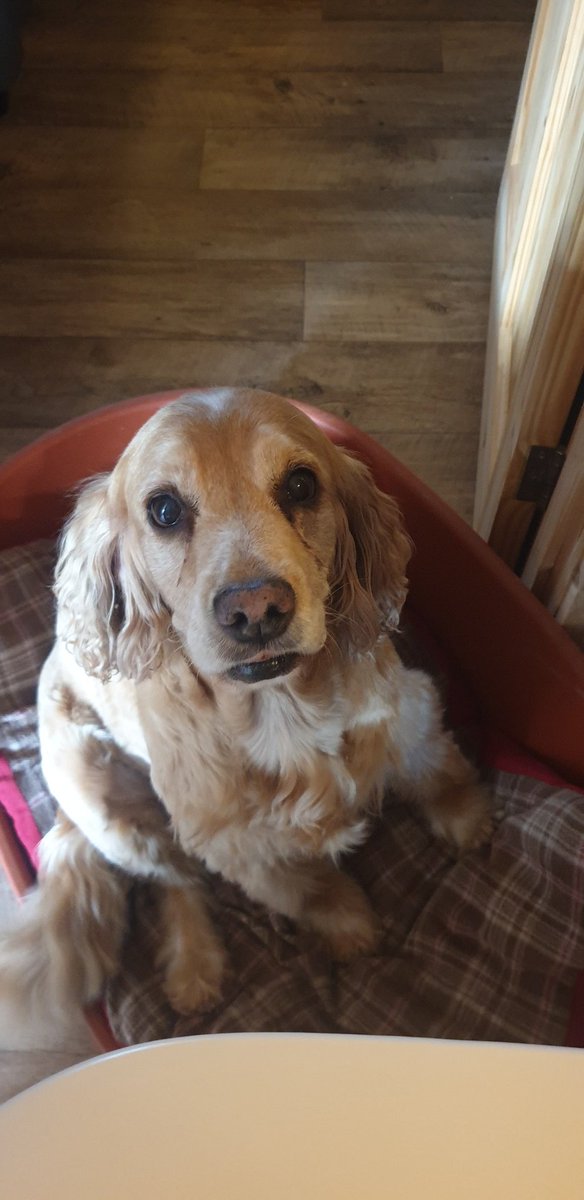 RachelaRawlings's tweet photo. I've loved seeing everyone's canine colleagues over the last 9 months working from home, so for #CFconf20 I decided to get one of my own! Meet my friend Missy, borrowed from a friend for a few days. https://t.co/oegKQ0FQJT