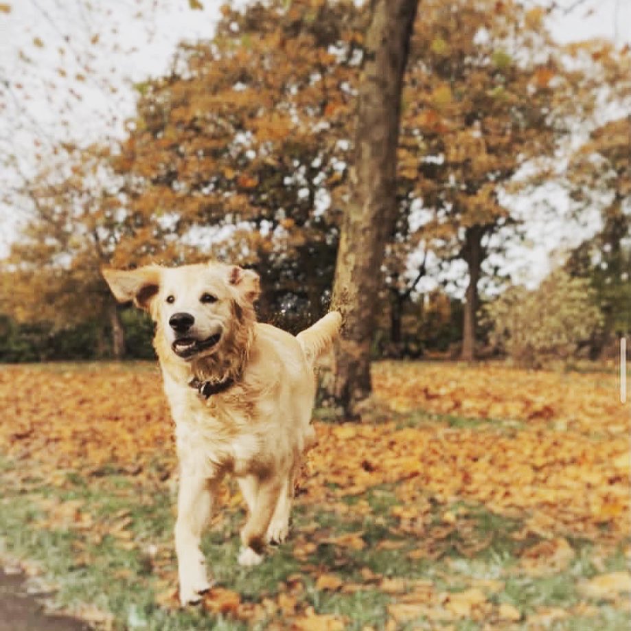 LiverpoolGuild's tweet photo. Walkies with Oscar 🐶💘
Enjoy a change of scenery, mix up the lockdown routine and fall in love with the amazing green (orange) spaces right on our door step 🍂🍄🌞🌳
📸 Photo credit for Instagram
🌟 dogdaysofoscar
🌟 scousescene 
🌟 livuni
🌟 mikescaptures https://t.co/npQ9LloWR0
