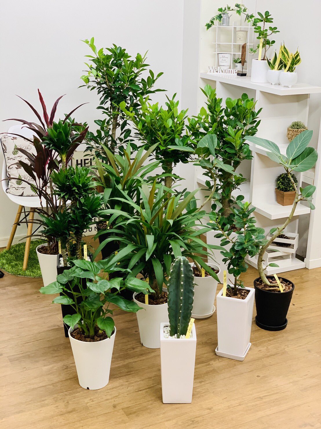 観葉植物のお店 E Ran A Twitter 11月17日入荷の植物達ですϵ 8 ガジュマル トゲなし柱サボテン シマクワズイモ アオバドラセナ ハワイアンティーリーフ 赤葉 ベンガレンシス ドラセナコンパクタ パンダガジュマル ガジュマル サンスベリアハニー 観葉植物専門店e