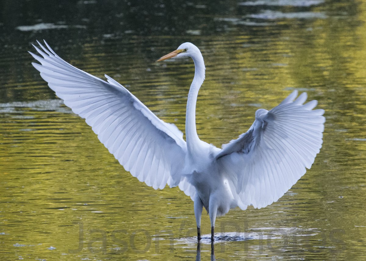 JasonMcSpadden's tweet photo. #Egret - Latest edition to my #etsy shop.  See shop for details https://t.co/Hfs25uLSnY
Every #photo sold from now until Dec 31 will result in a pair of socks #donated to #socksforchange https://t.co/wrEHi4wXaU
#nature #wildlife #photography #bird #print https://t.co/eqW7TEib7r