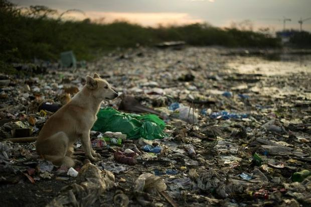 JournalJournal8's tweet photo. Bags and balloons: NGO documents #PlasticPollution choking sea life https://t.co/JmdAyB896y 

#EnvironmentalJustice https://t.co/uXiXov1Y8C