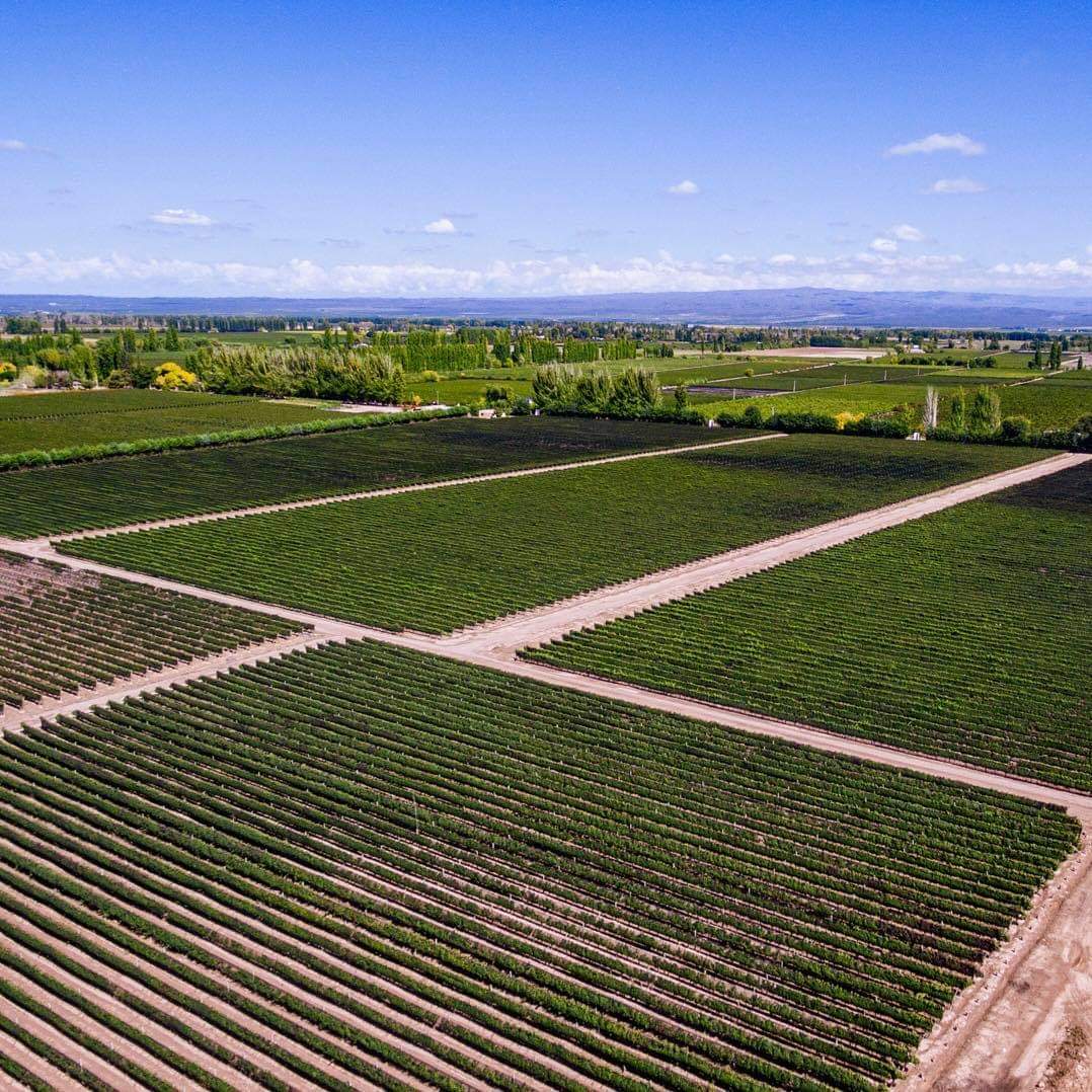 bodegastaphyle's tweet photo. Nuestras vides 🍇 crecen, toman color y se preparan para convertirse en una alquimia perfecta... 🍷
Cuanto amamos nuestra tierra! ❤️ cuna de nuestros vinos y nuestras esperanzas... 

#Agrelo #Mendoza #Vinos #Staphyle #Cosecha2021 https://t.co/YmdkEHHiPI