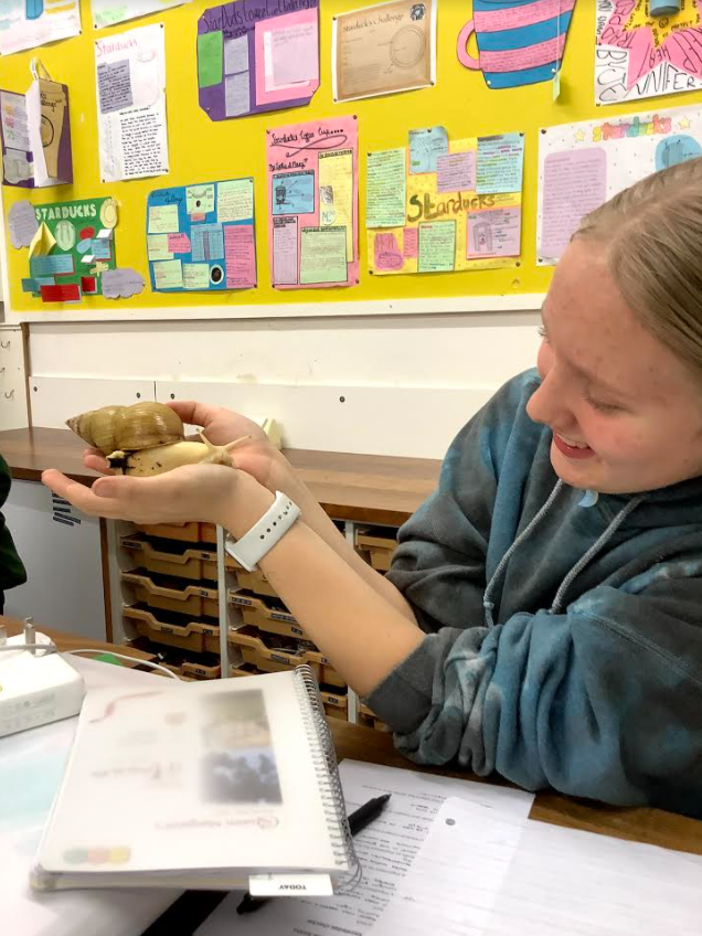 QueenMargarets's tweet photo. This week we welcomed a new addition to the QM Family - Michelle the Giant Land Snail. She has a cheeky personality - only a couple of nights in, she escaped from her tank and miraculously appeared on top of the adjacent cupboard! One to watch!
#QMExperience #QMLearning #QMFamily https://t.co/uqhZfHIdqJ
