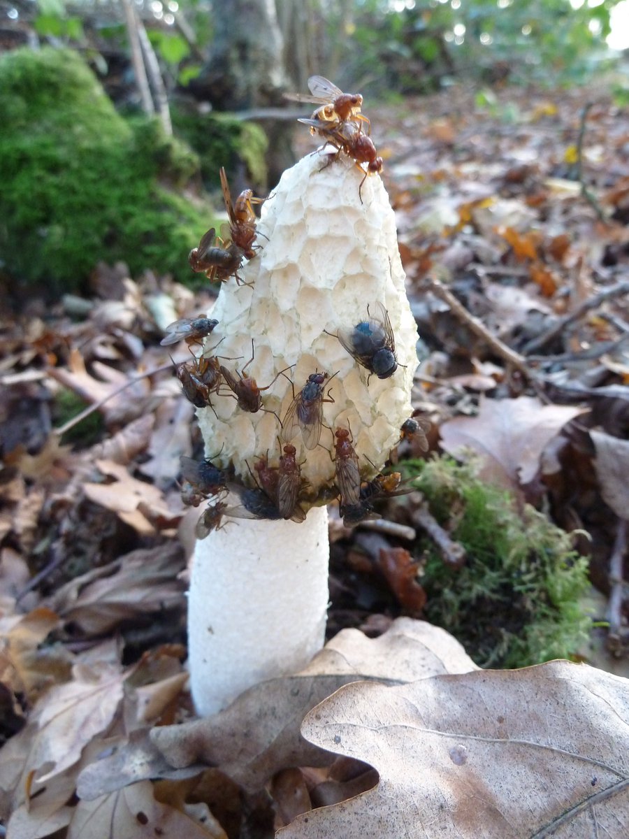 PaulHeather9's tweet photo. Stinkhorn fungi in Bradfield Woods. #suffolk #nature #fungi #wildlife https://t.co/twTncV5sx0