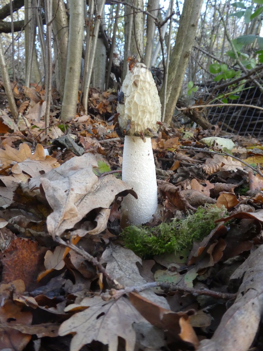 PaulHeather9's tweet photo. Stinkhorn fungi in Bradfield Woods. #suffolk #nature #fungi #wildlife https://t.co/twTncV5sx0