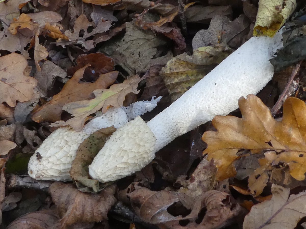 PaulHeather9's tweet photo. Stinkhorn fungi in Bradfield Woods. #suffolk #nature #fungi #wildlife https://t.co/twTncV5sx0