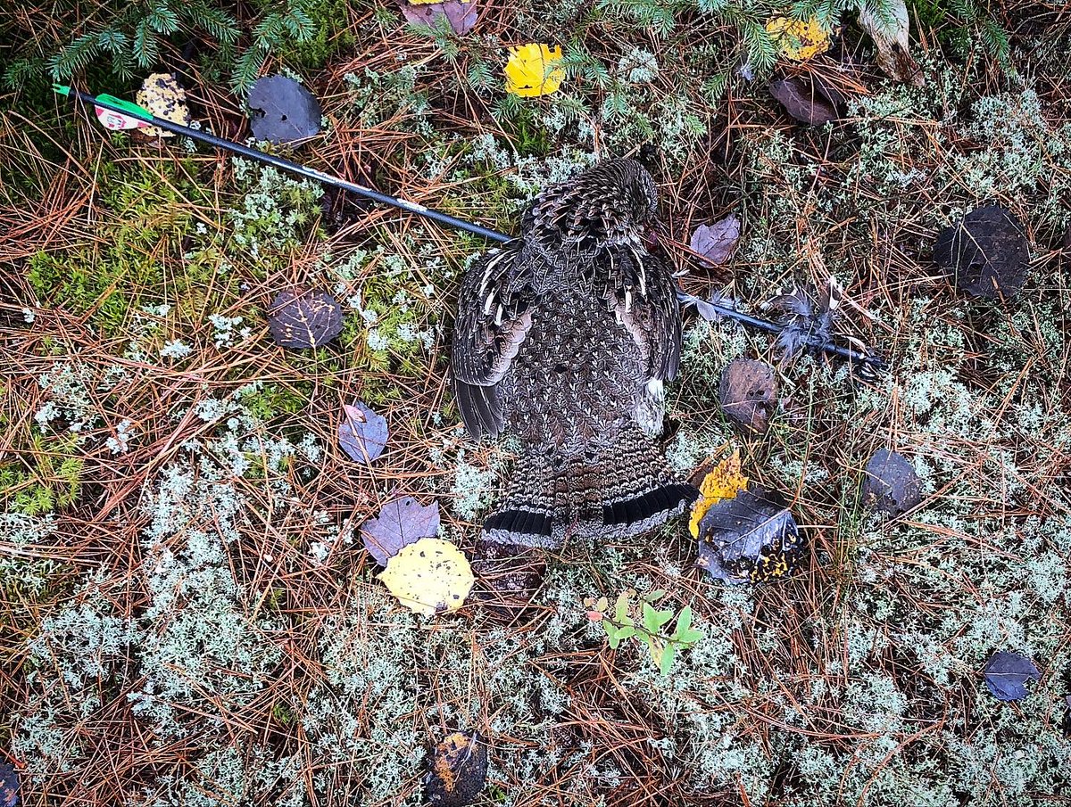mireille_mageau's tweet photo. Decided to buy some small game tips for my bow this year and shot my first bird with the bow ๐น #hunting #bowhunting #eatwild #grouse #primearchery @PrimeArcheryG5 https://t.co/ybHtldWvus